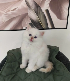 Gyönyörű ragdoll kiscicák - kép 3
