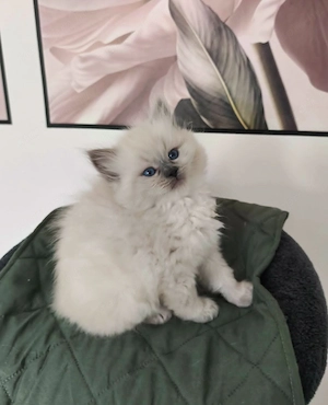 Gyönyörű ragdoll kiscicák - kép 8