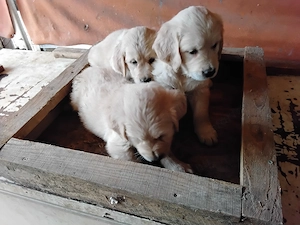 Goldenretriever 8  hetes kőlykők elvihetők - kép 2