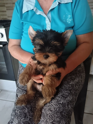 Yorkshire terrier jellegű fiú - kép 2