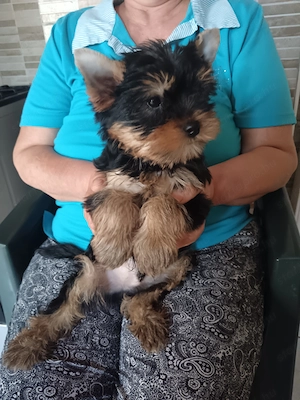 Yorkshire terrier jellegű fiú - kép 3