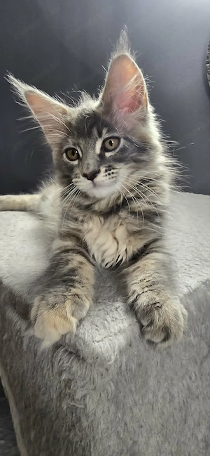Maine Coon Cica szerető otthont keres!