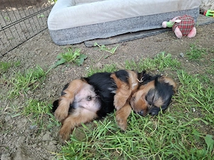 Yorkshire terrier kiskutya vasárnapig 99000 - kép 7