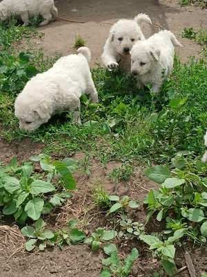 Kuvasz kiskutyák Debrecenből gazdit keresnek - kép 2