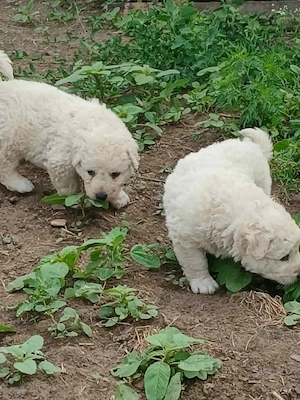 Kuvasz kiskutyák Debrecenből gazdit keresnek - kép 3