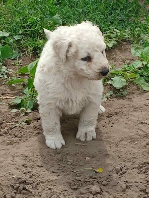 Kuvasz kiskutyák Debrecenből gazdit keresnek - kép 5