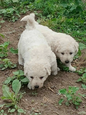 Kuvasz kiskutyák Debrecenből gazdit keresnek - kép 4