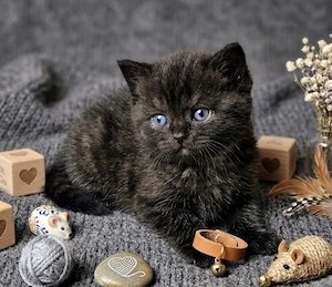 Selkirk Rex cica baba eladó. - kép 2