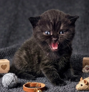 Selkirk Rex cica baba eladó. - kép 3