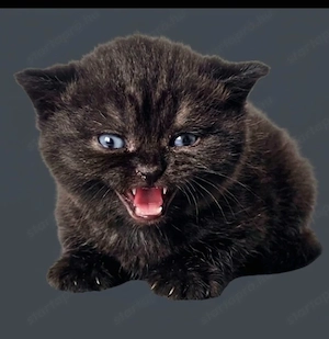 Selkirk Rex cica baba eladó. - kép 5