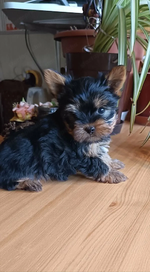 Yorki fiú (Mini) - kép 2