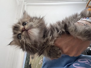 Maine Coon kislány cica eladó - kép 4