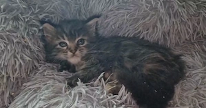 Maine Coon kislány cica eladó - kép 6