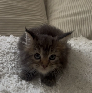 Maine Coon kislány cica eladó - kép 2