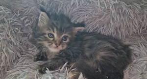 Maine Coon kislány cica eladó - kép 5