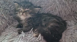 Maine Coon kislány cica eladó - kép 7