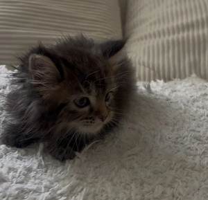Maine Coon kislány cica eladó - kép 3