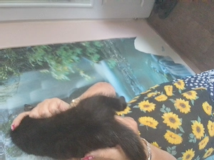 Félig maine 13hetes anya maine coon apa hazi - kép 2