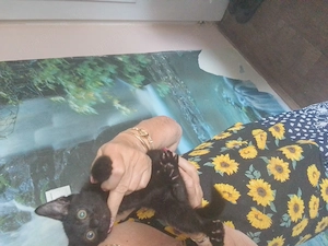 Félig maine 13hetes anya maine coon apa hazi - kép 3