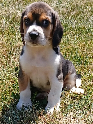 Beagle kölykök eladók  - kép 2