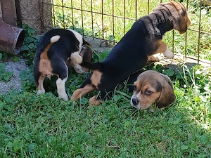 Beagle kölykök eladók 