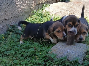 Beagle kölykök eladók  - kép 3