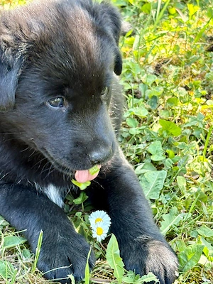 2 Tündéri Kiskutya keresi új gazdáját - kép 3