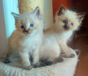 Ragdoll kiscicák foglalhatók  - kép 2