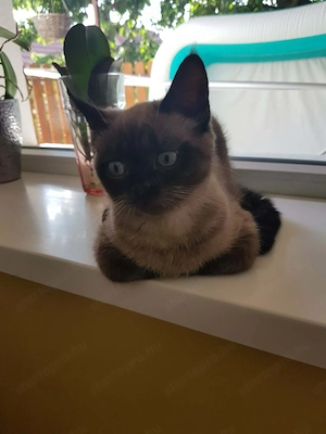 Brit és Ragdoll - kép 2