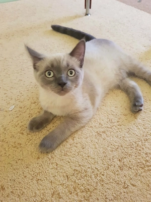 Brit és Ragdoll - kép 3