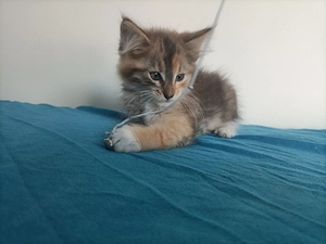 Törzskönyvezett szülőktől Maine coon kiscica - kép 4