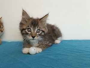 Törzskönyvezett szülőktől Maine coon kiscica - kép 6