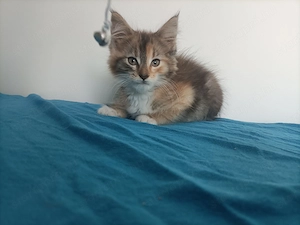 Törzskönyvezett szülőktől Maine coon kiscica - kép 5