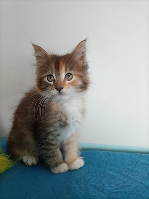 Törzskönyvezett szülőktől Maine coon kiscica - kép 7