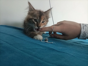 Törzskönyvezett szülőktől Maine coon kiscica - kép 9
