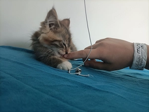 Törzskönyvezett szülőktől Maine coon kiscica - kép 8