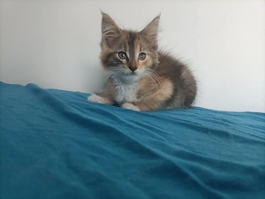 Törzskönyvezett szülőktől Maine coon kiscica - kép 3