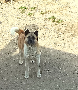Amerikai Akita  - kép 2