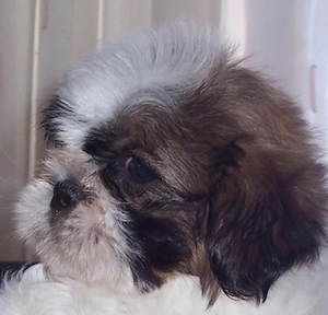 Shih-Tzu kölykök eladók - kép 2