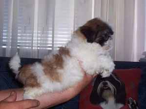 Shih-Tzu kölykök eladók - kép 3