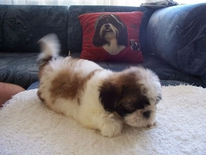 Shih-Tzu kölykök eladók - kép 4