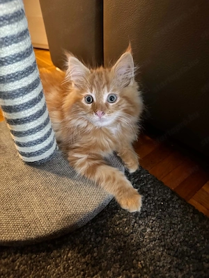 Maine Coon kiscicák - kép 3
