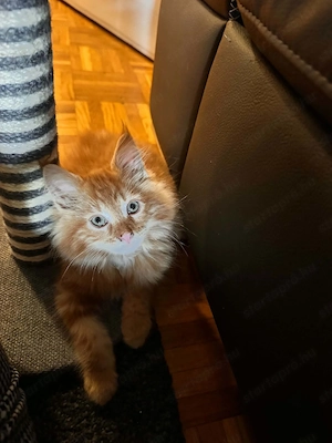 Maine Coon kiscicák - kép 2