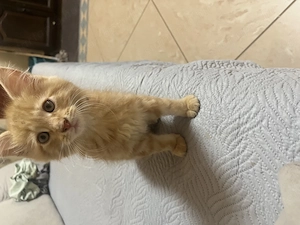 Maine Coon kiscicák - kép 4