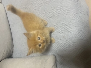 Maine Coon kiscicák - kép 5