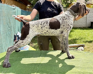 Eladó  törzskönyves rövidszőrű n met vizsla kölyökkutyák - kép 2