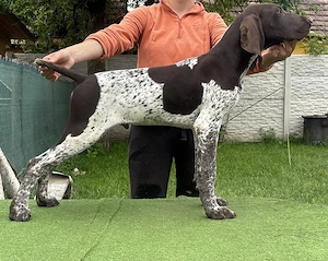 Eladó  törzskönyves rövidszőrű n met vizsla kölyökkutyák - kép 3