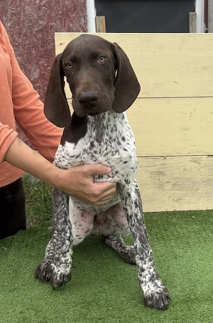 Eladó  törzskönyves rövidszőrű n met vizsla kölyökkutyák - kép 4