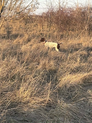 Eladó  törzskönyves rövidszőrű n met vizsla kölyökkutyák - kép 6