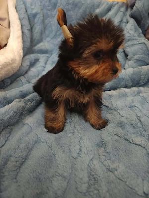 Yorki kislány kutya - kép 3